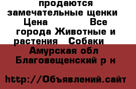 продаются замечательные щенки › Цена ­ 10 000 - Все города Животные и растения » Собаки   . Амурская обл.,Благовещенский р-н